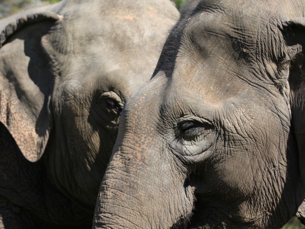 Elephant Nature Park